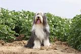 BEARDED COLLIE 010
